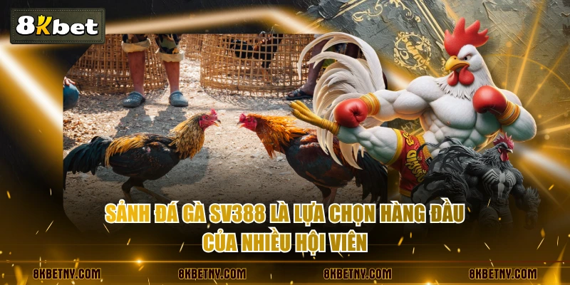 Review Sảnh Đá Gà SV388 Hiện Đại Với Tỷ Lệ Thắng Cao Nhất 2 Sảnh đá gà SV388 là lựa chọn hàng đầu của nhiều hội viên